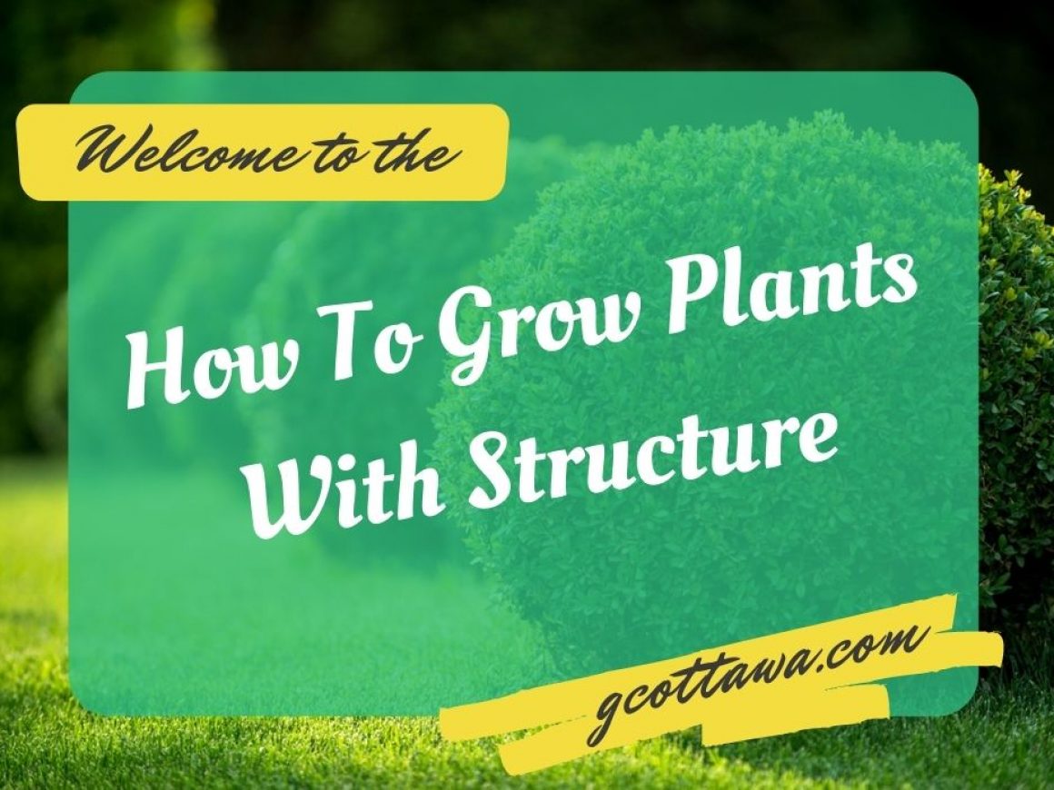 How To Grow Plants With Structure