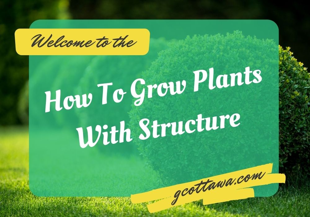 How To Grow Plants With Structure