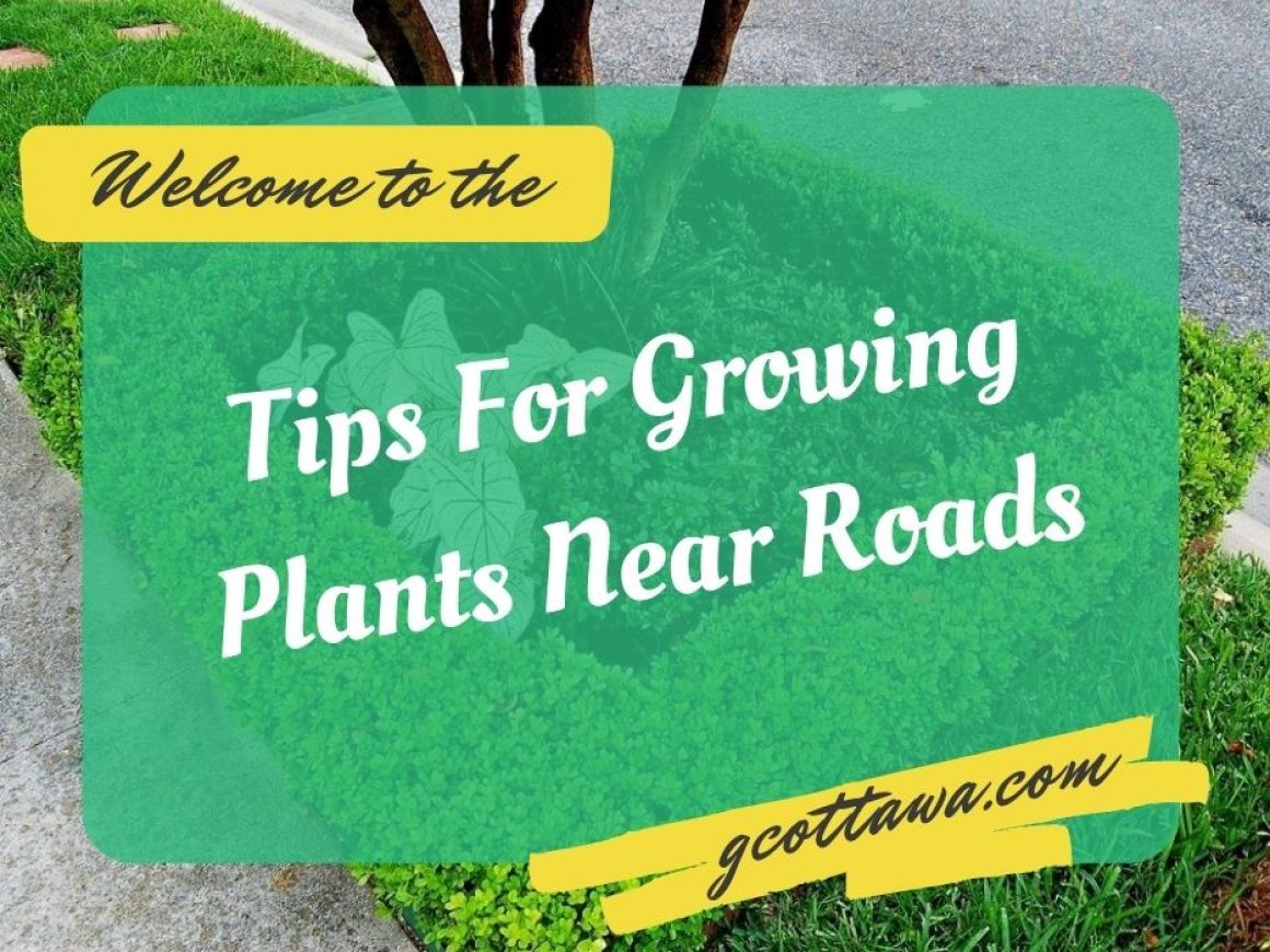 Tips For Growing Plants Near Roads