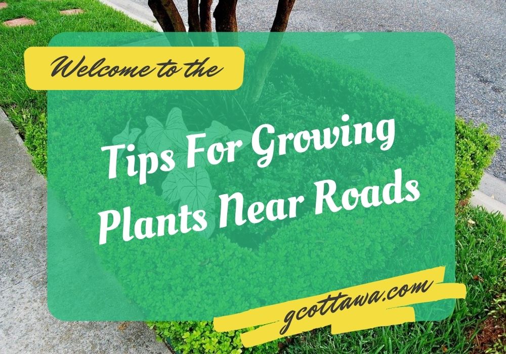 Tips For Growing Plants Near Roads