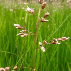 sweet grass