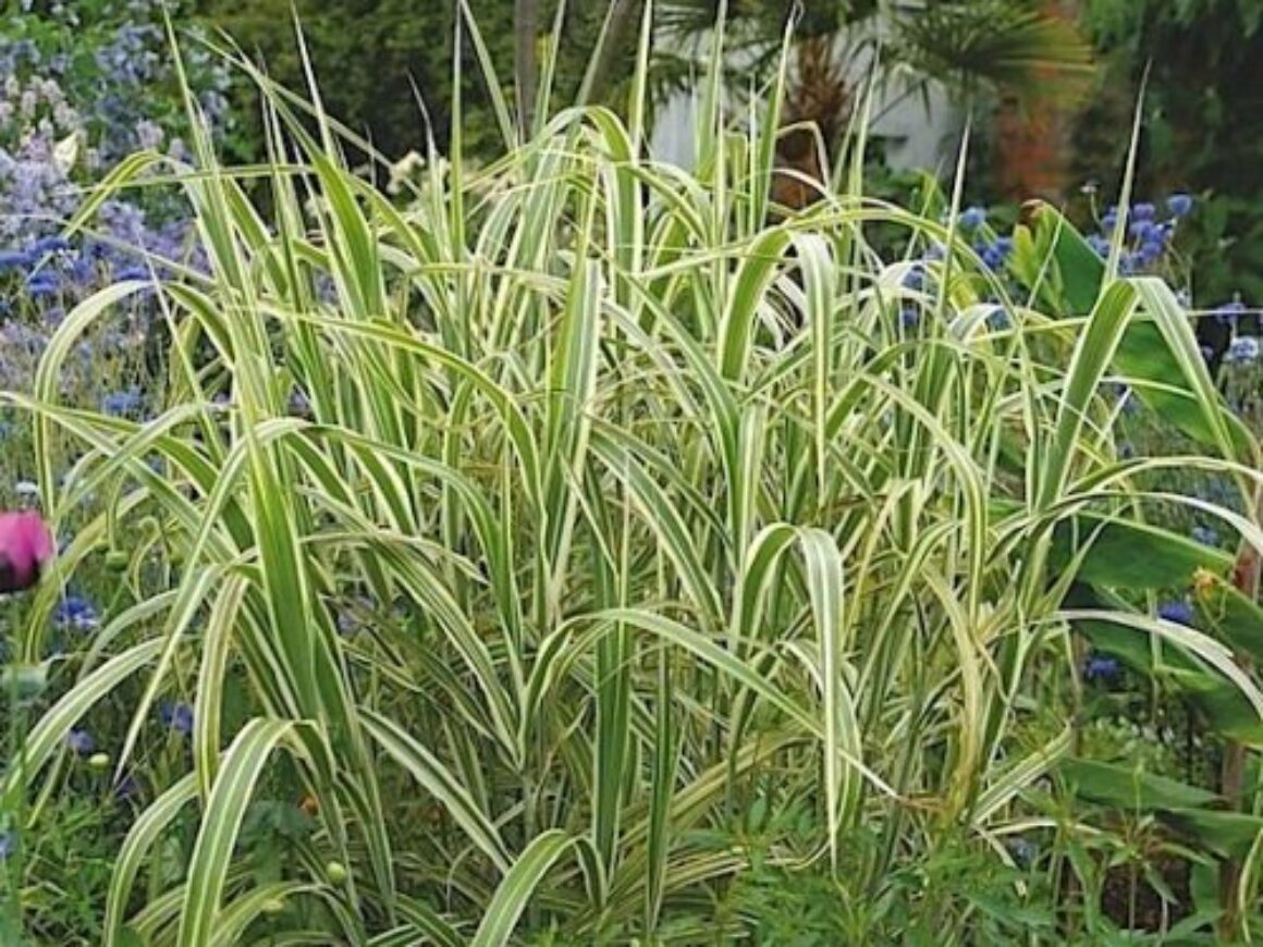 variegated-reed-sweet-grass