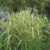 variegated-reed-sweet-grass